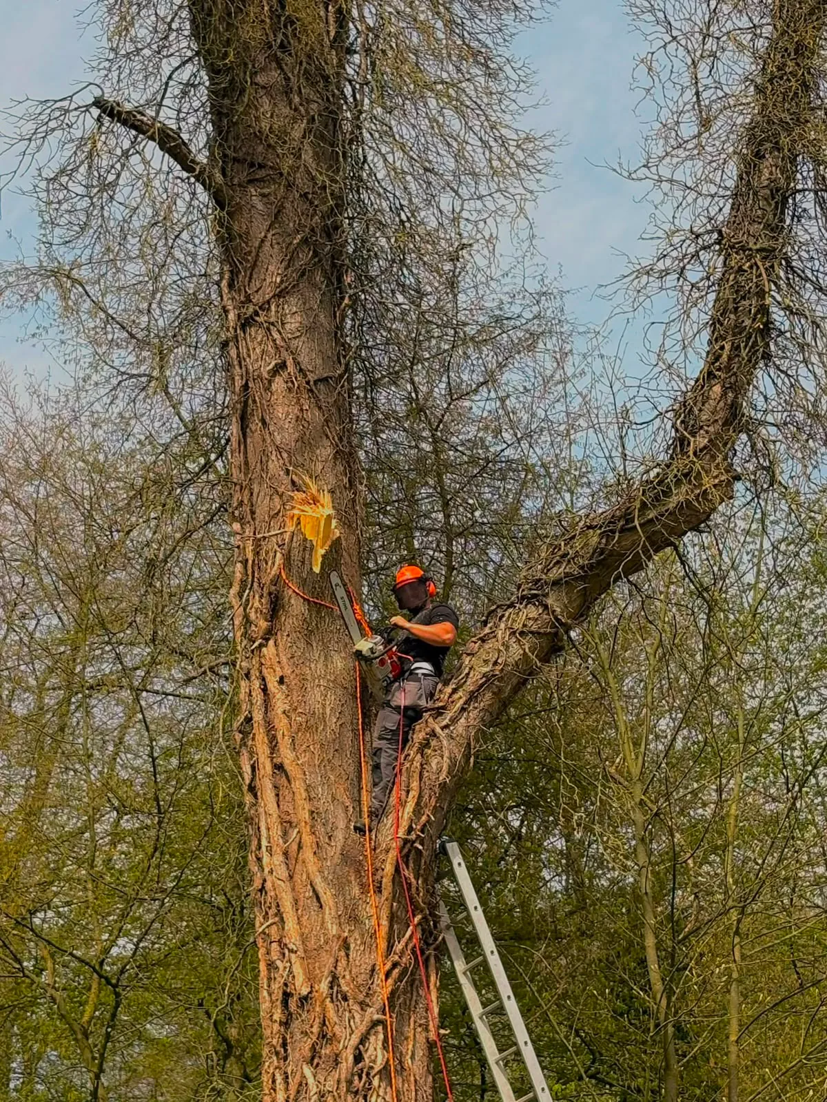 Abattage et élagage d'arbre par professionnels